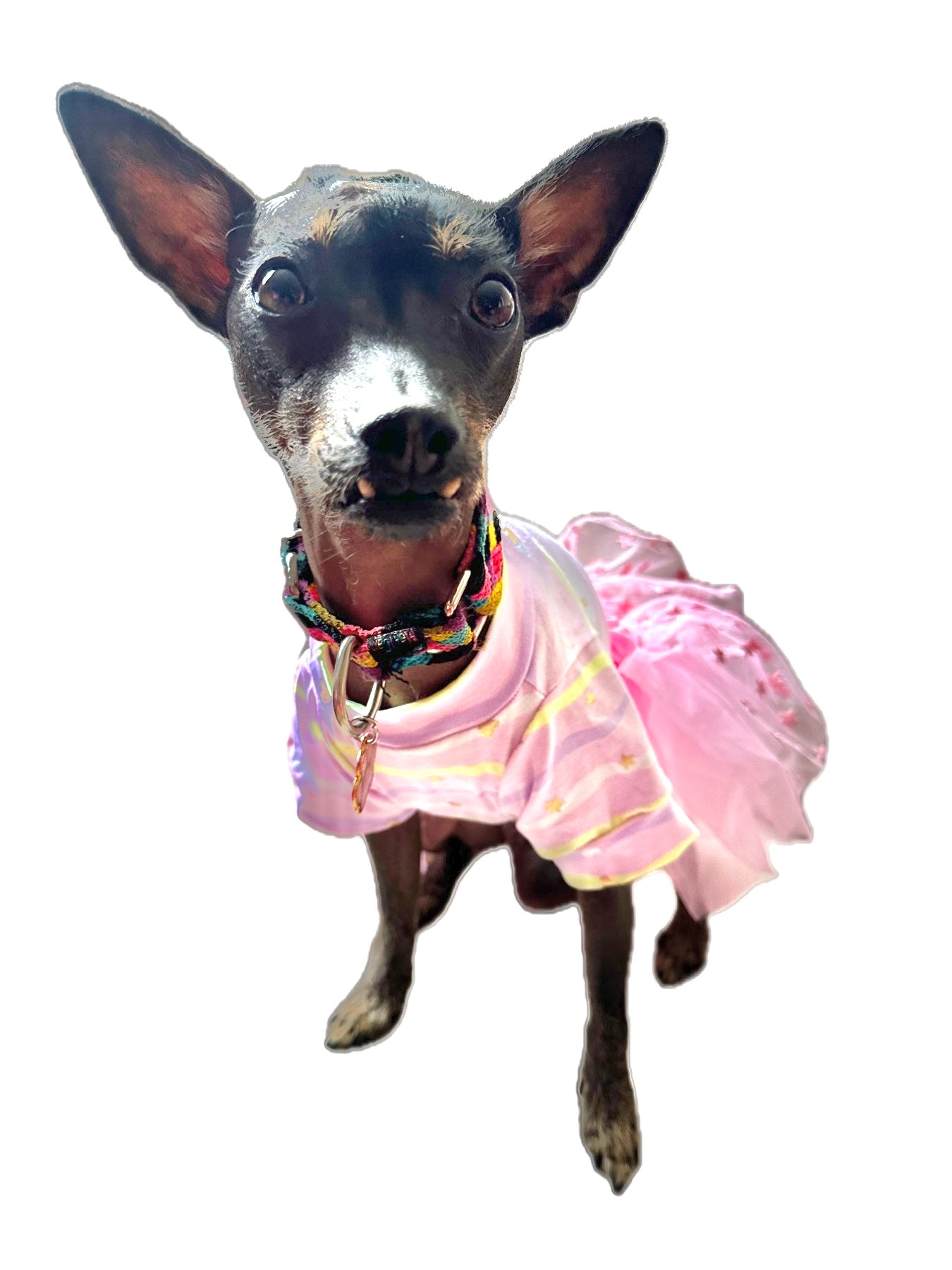 Pink tutu for dogs