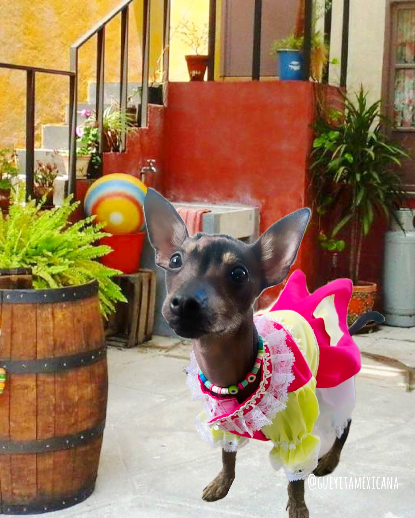 La Popis Dog Costume