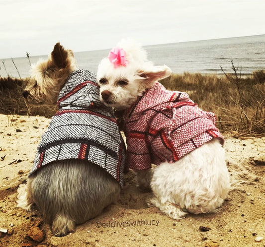 Street Style Dog Hoodie: Unleash Your Pupβs Inner Trendsetter!