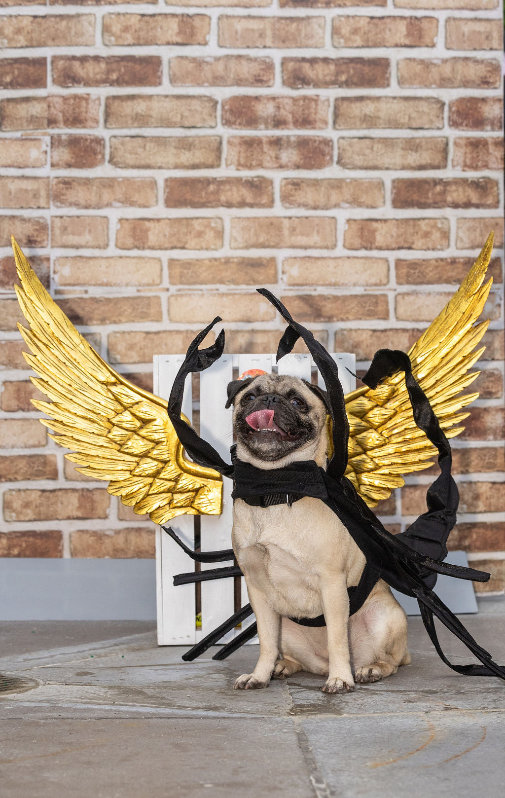 Scorpion dog costume