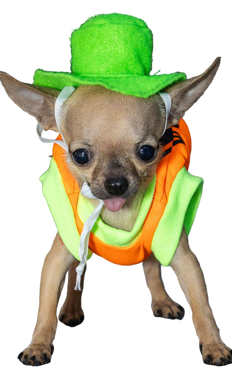 Pumpkin dog costume