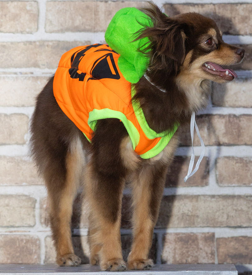 Pumpkin dog costume