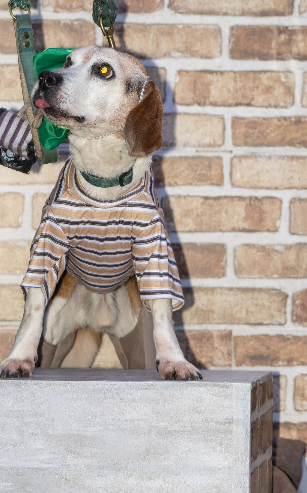 El Chavo del Ocho Dog costume - PRE-ORDER