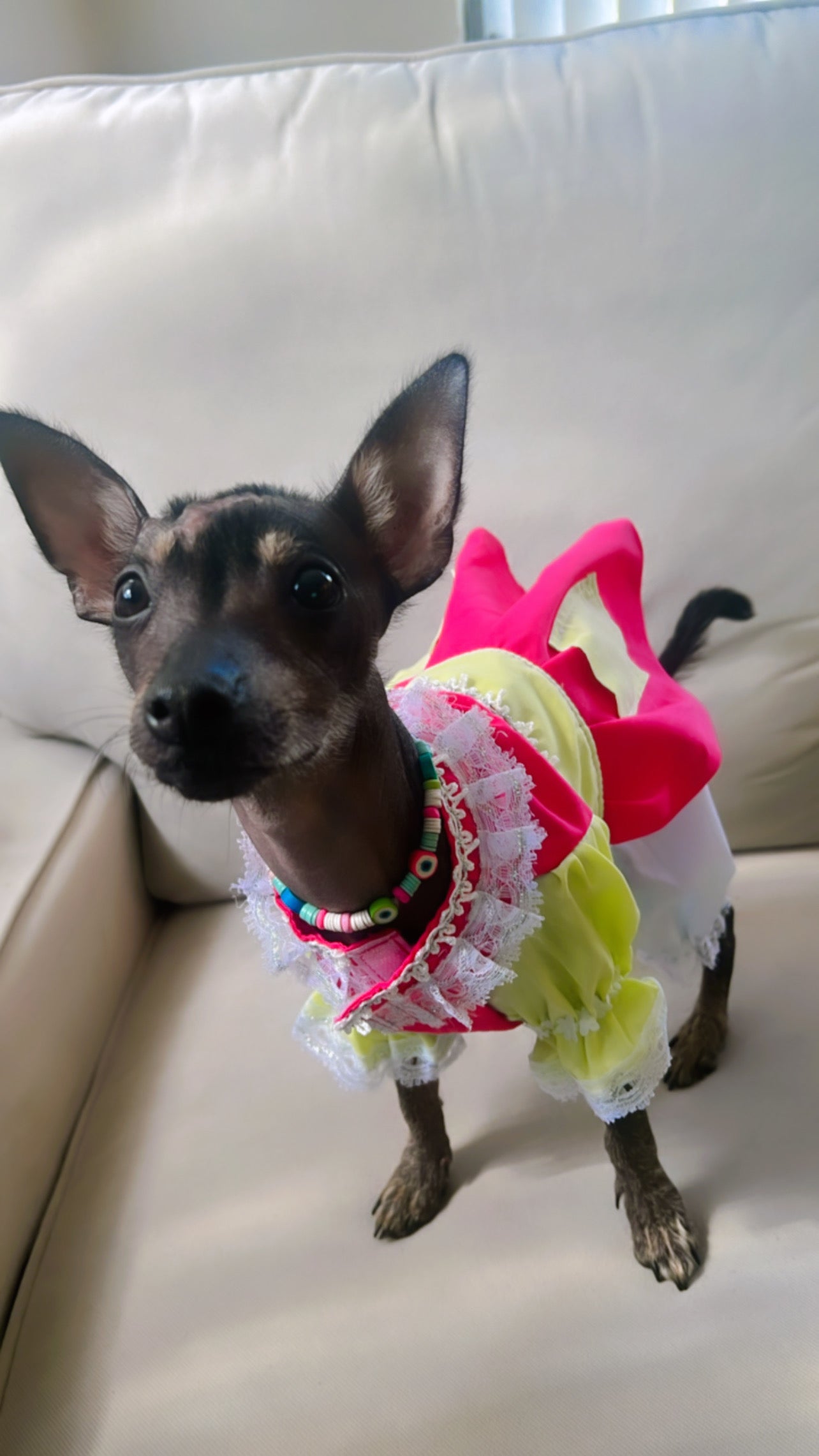 La Popis Dog Costume