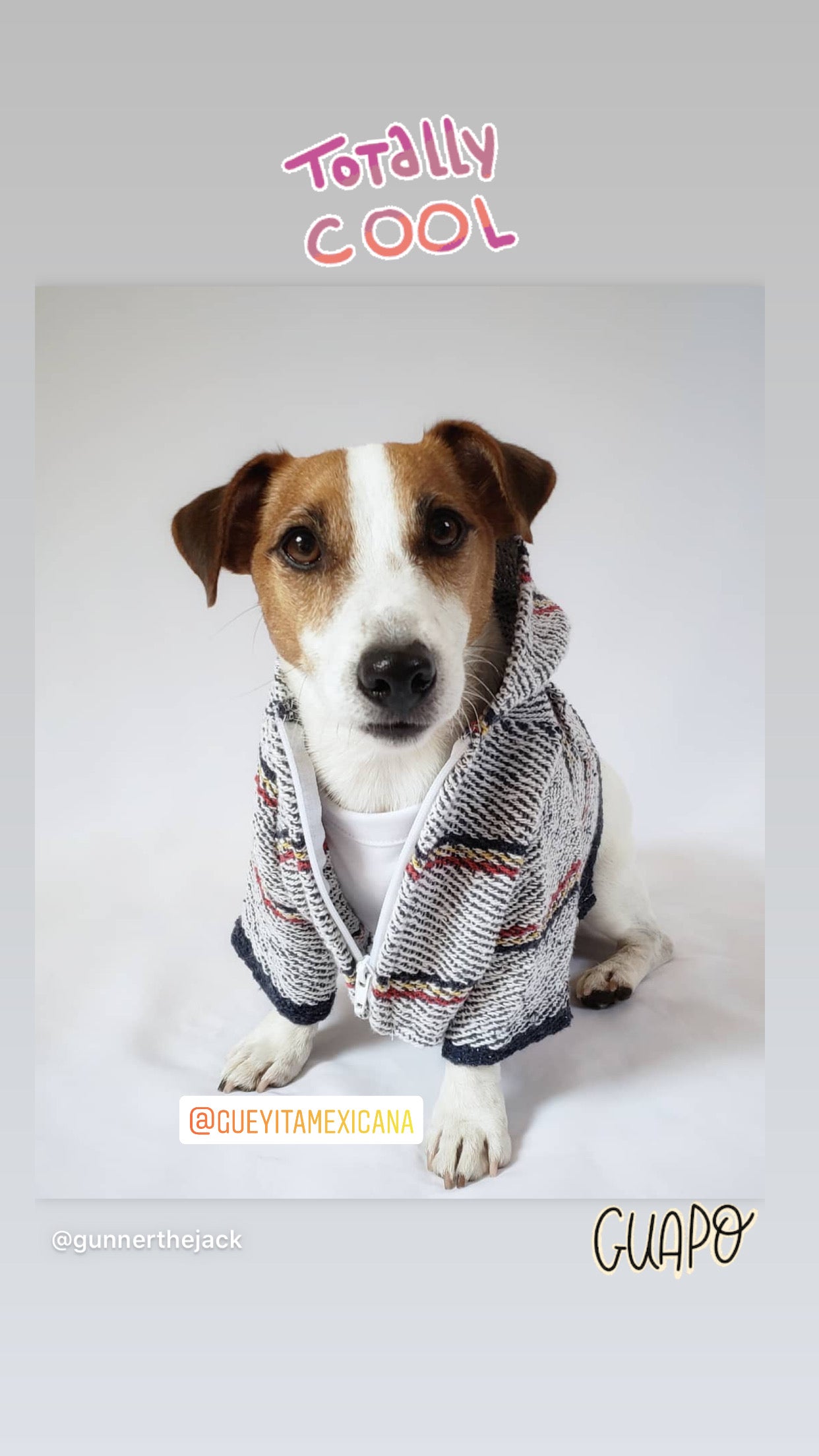 Street style Dog Hoodie