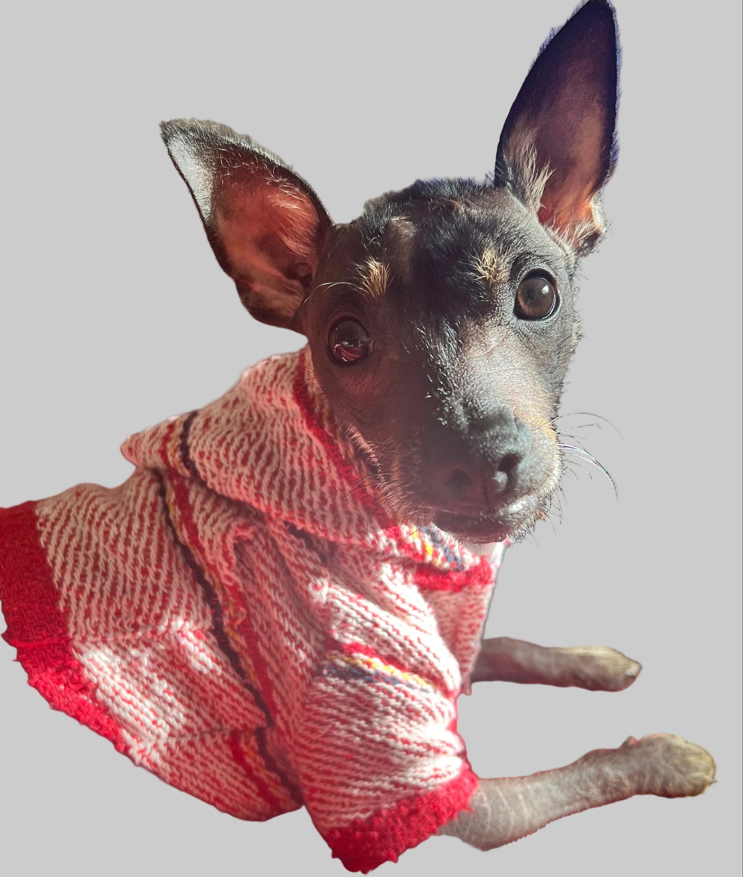 Street Style Dog Hoodie: Unleash Your Pup’s Inner Trendsetter!
