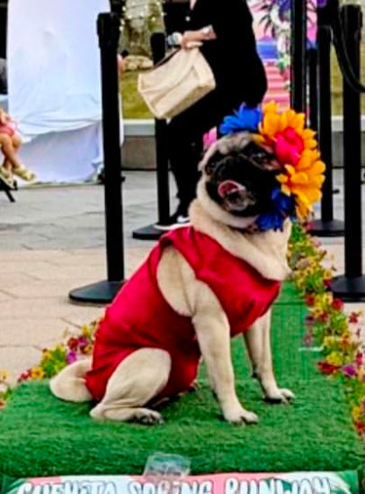 Bathing suit for Doggie girls