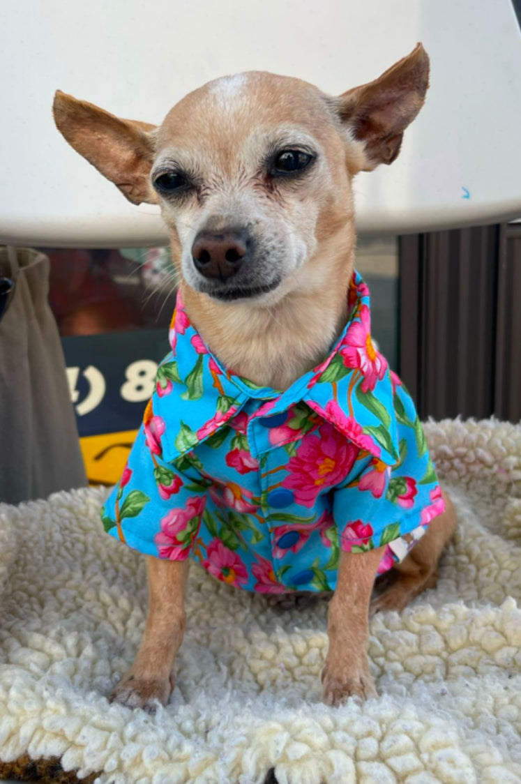 Spring dog shirts