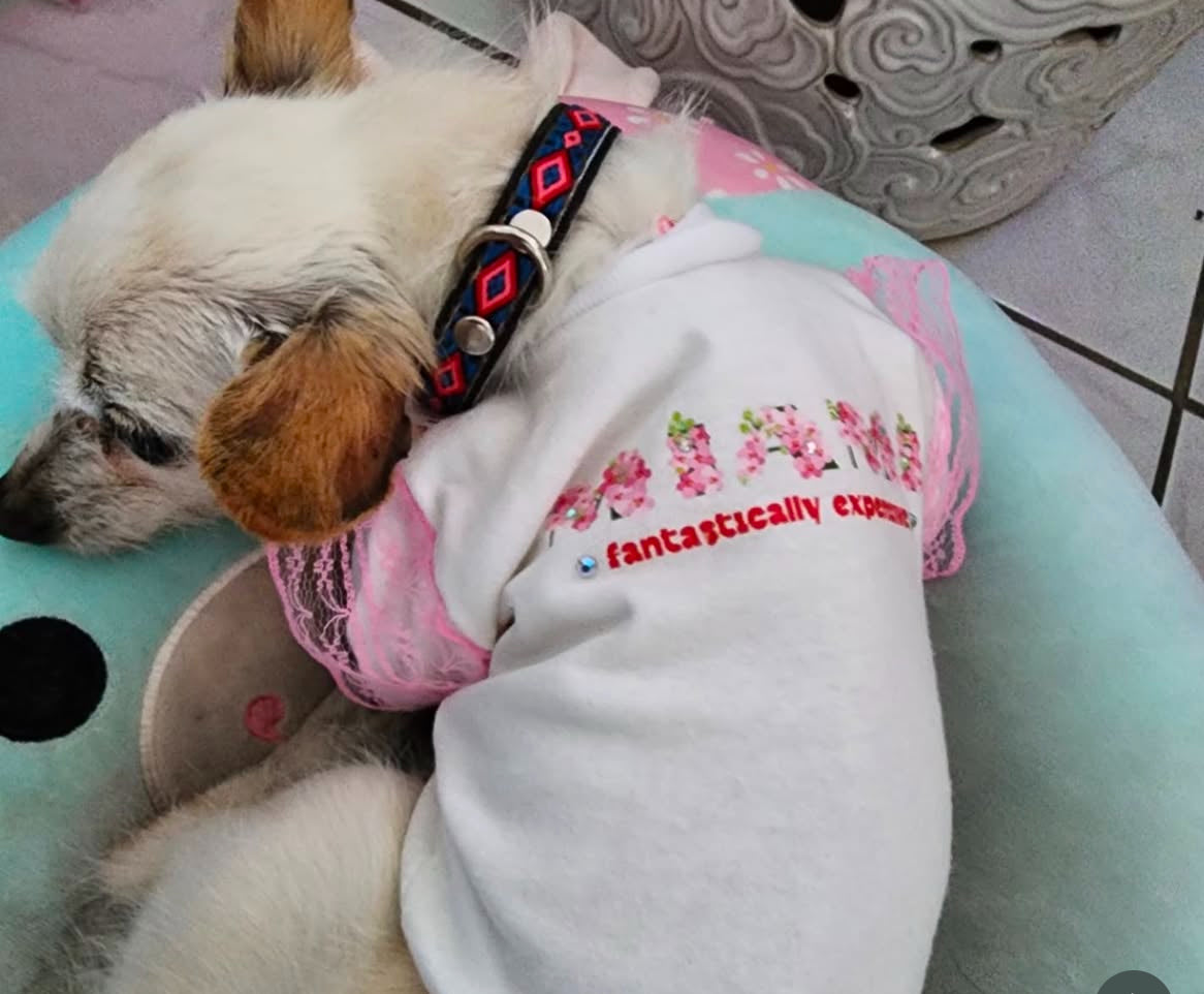 Spring dog tee
