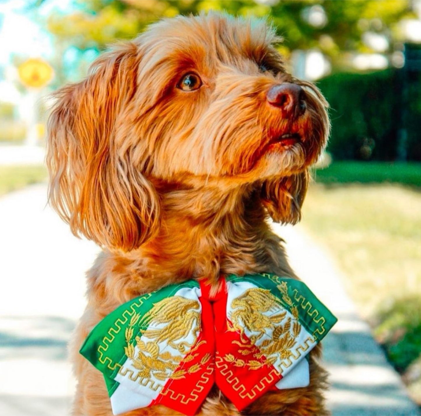 Colorful dog bow tie