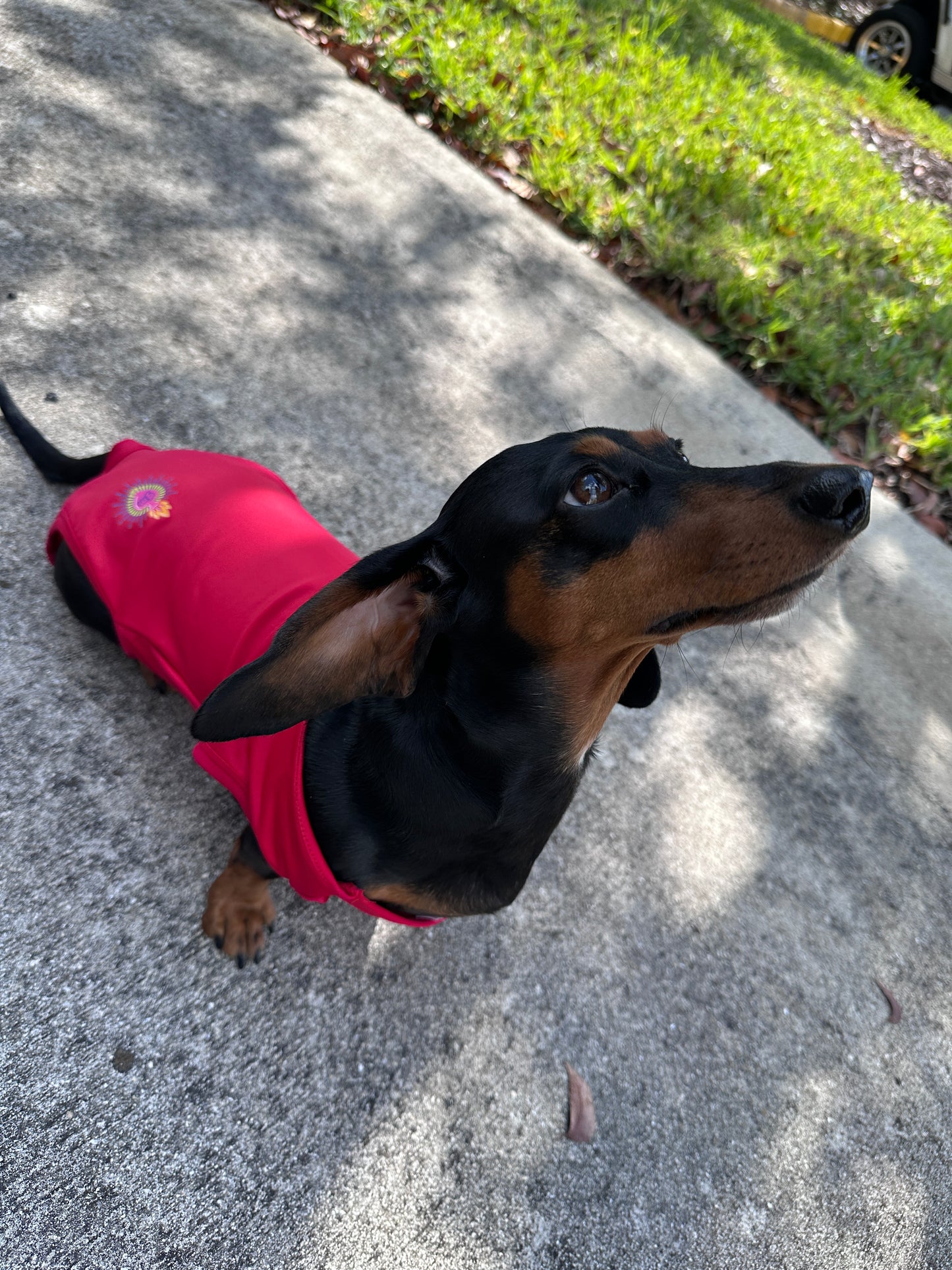 Bathing suit for Doggie girls