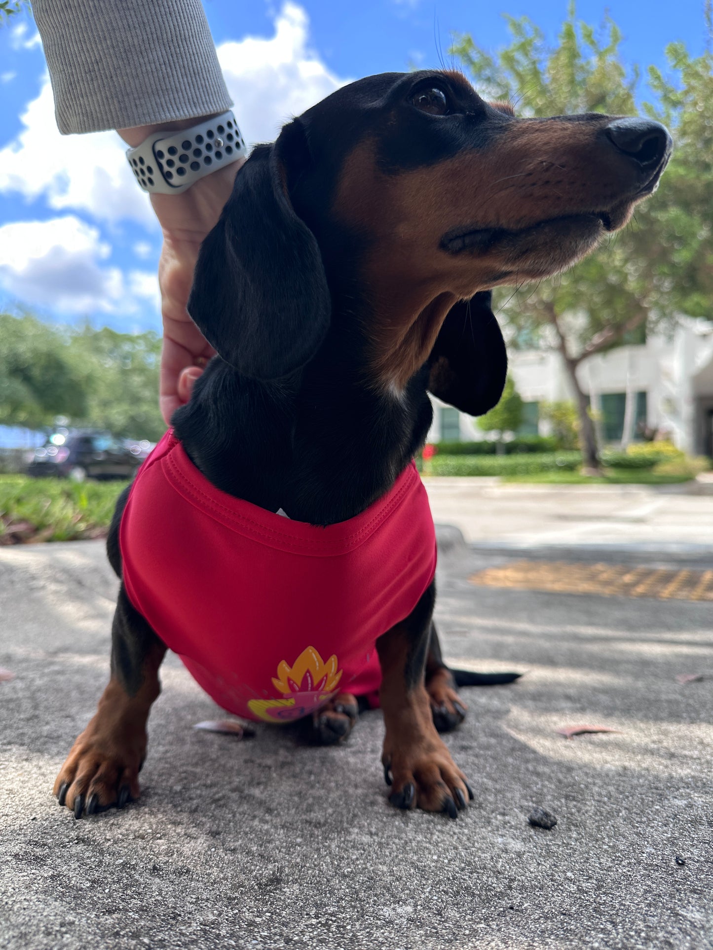 Bathing suit for Doggie girls