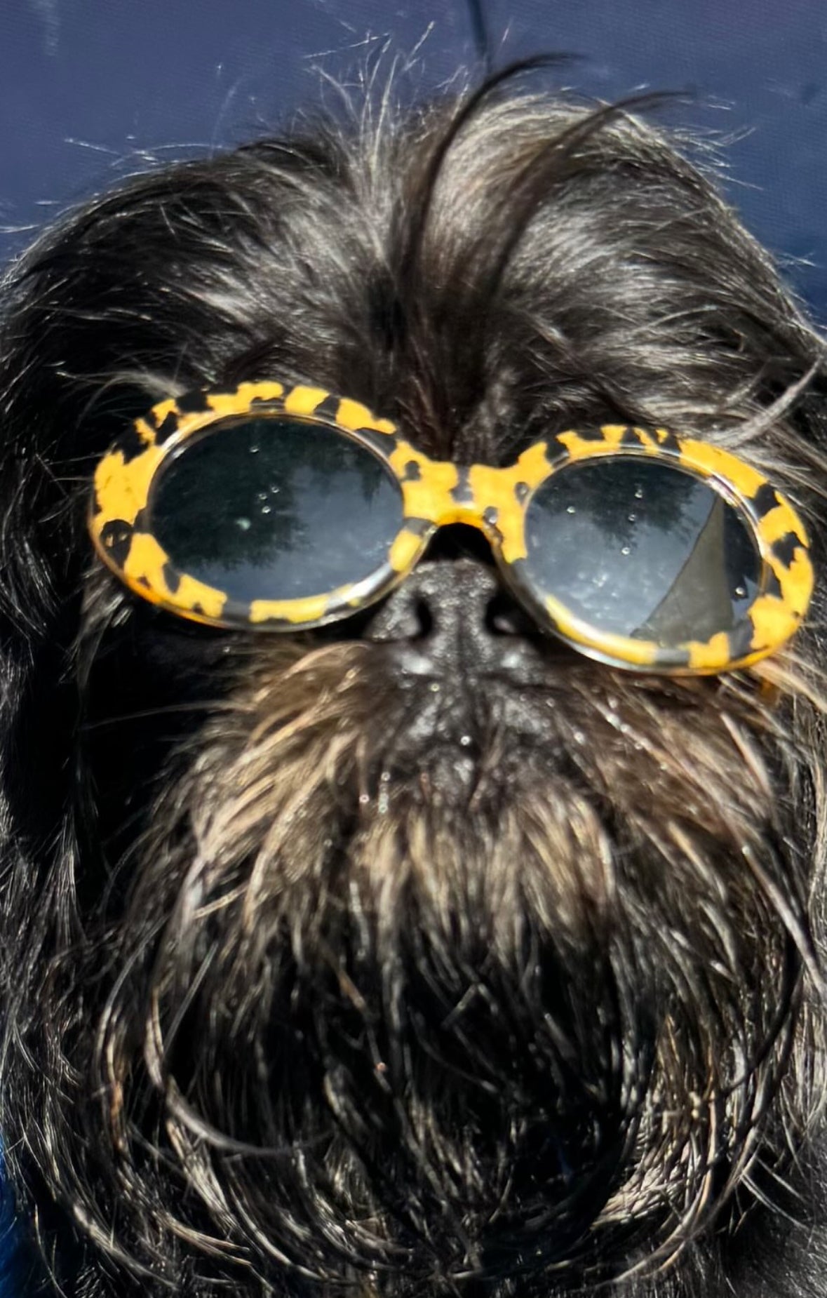 Güeyita Floral Dog Sunglasses: Stylish Sun Protection