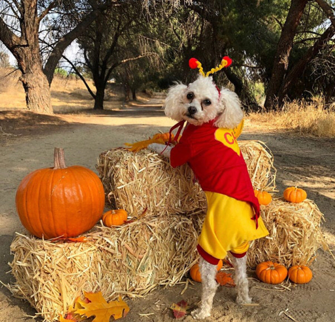 Chapulin Colorado Dog Costume