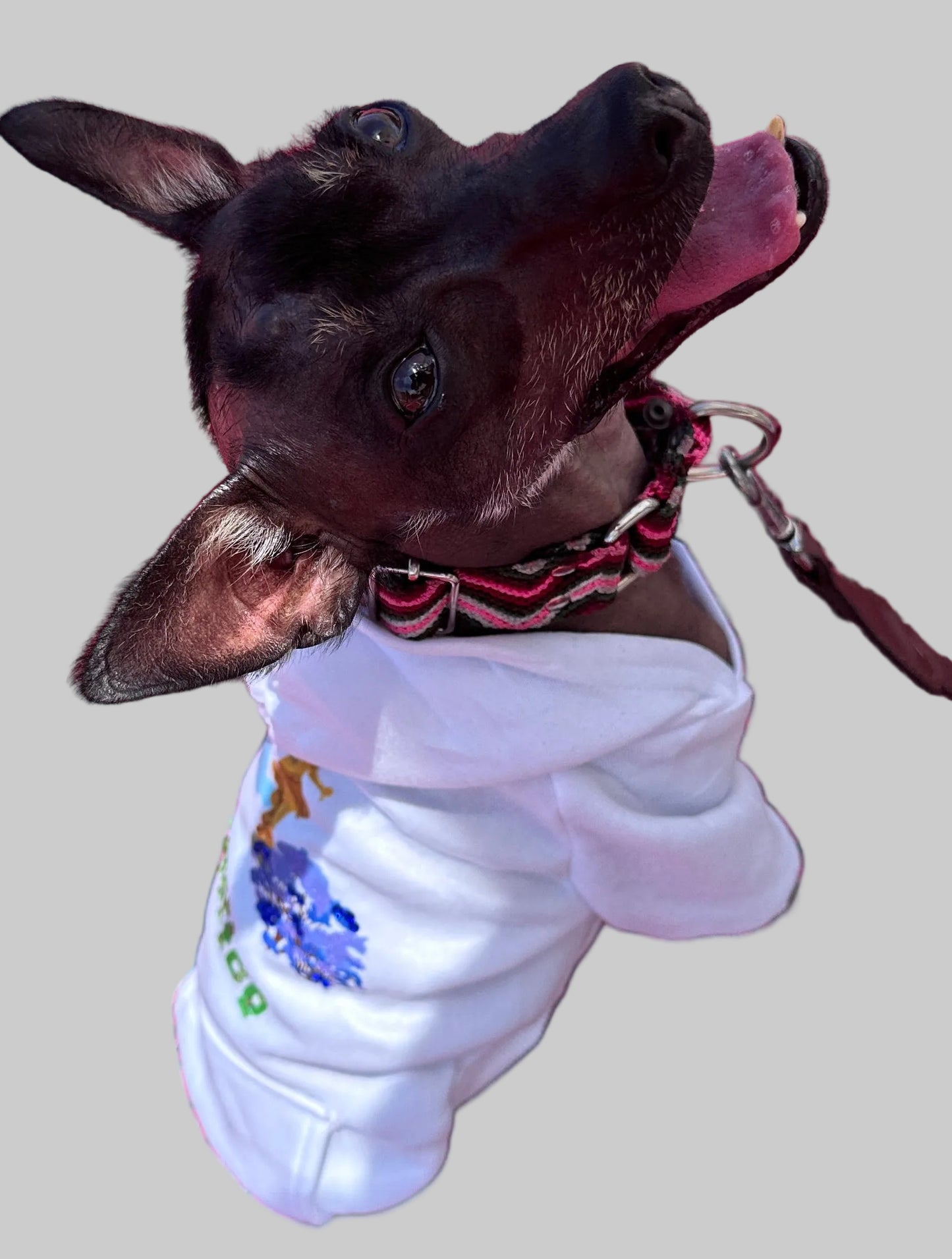 Mexico DF- Dog Sweatshirts: Stylish Comfort for Every Adventure
