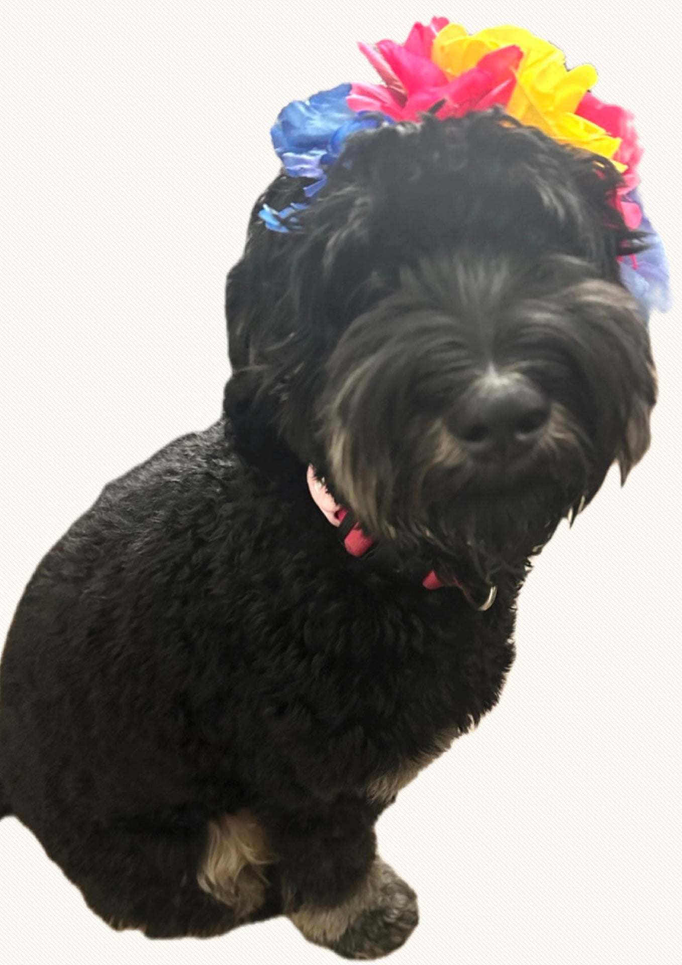 Charming Floral Dog Headbands: Adorable Accessories for Every Pup!