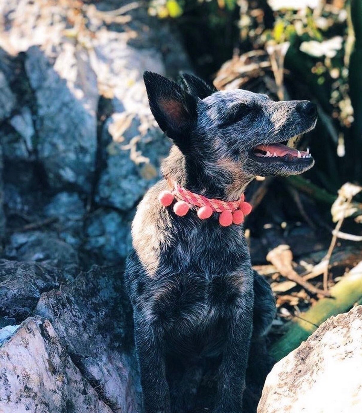 Artisanal dog collar size S - GueyitaMexicana