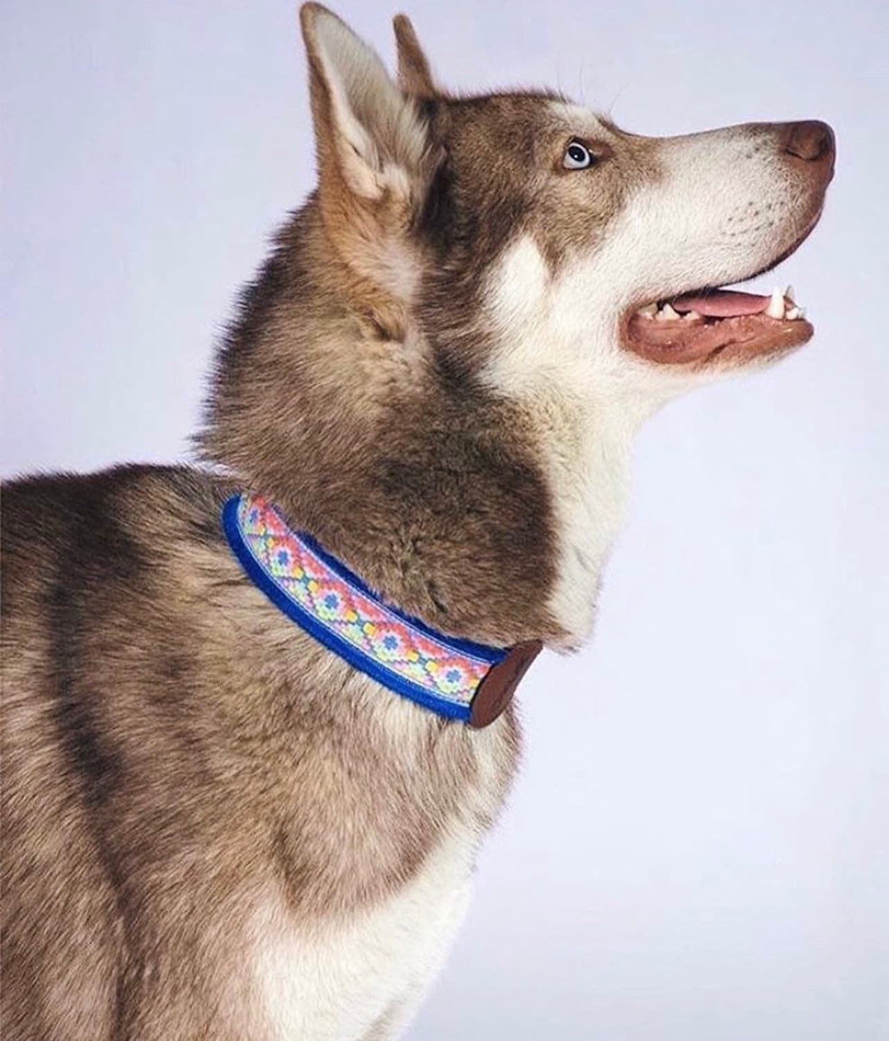 Artisanal dog collars size XL - GueyitaMexicana
