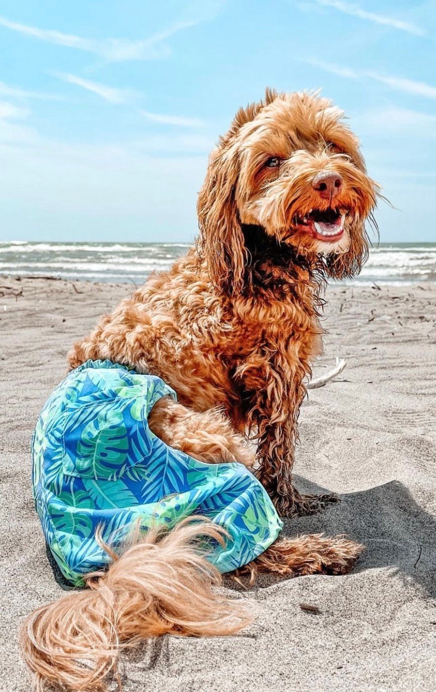 Bathing suits for dogs - GueyitaMexicana