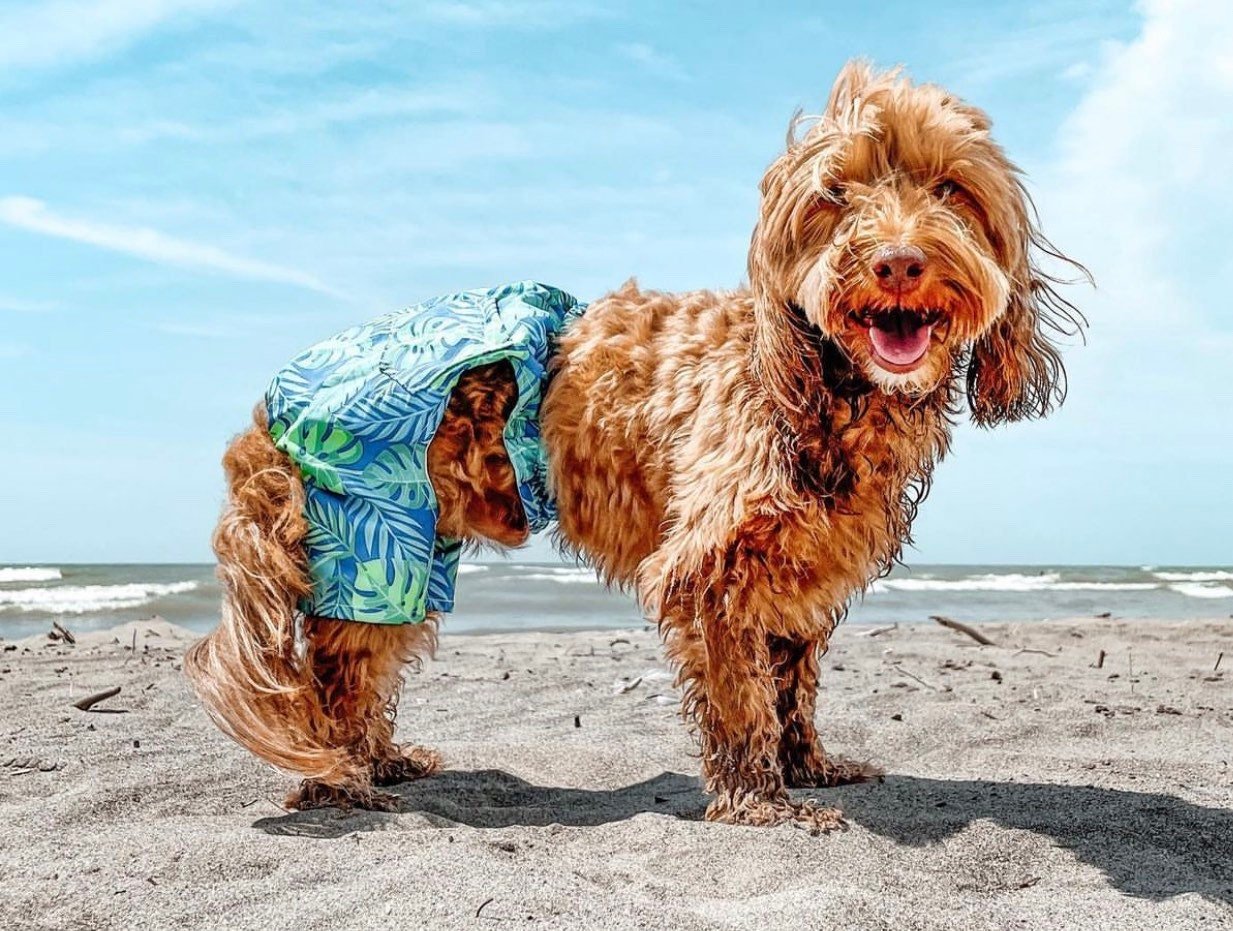 Bathing suits for dogs - GueyitaMexicana