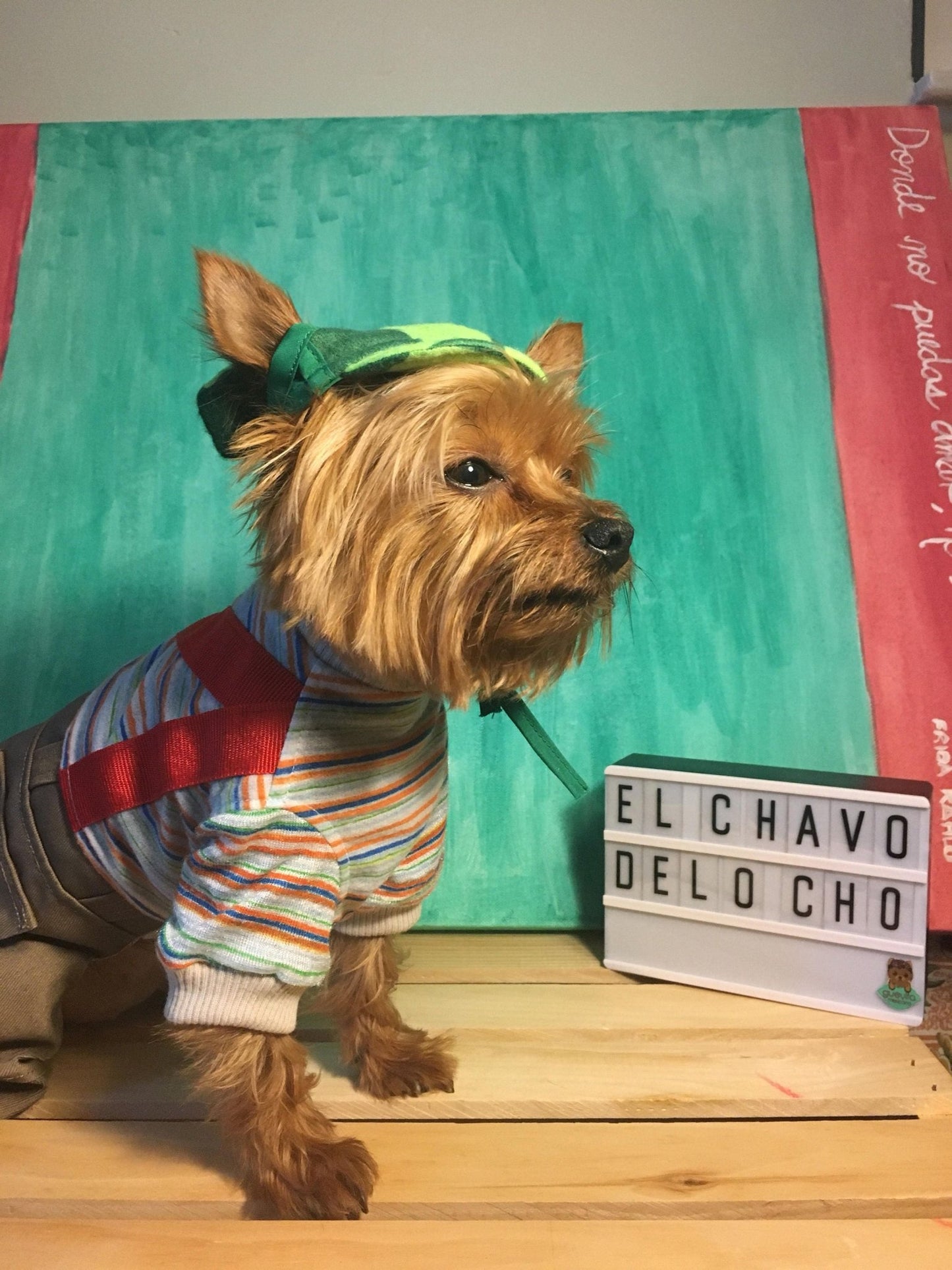El Chavo del Ocho Dog costume - GueyitaMexicana