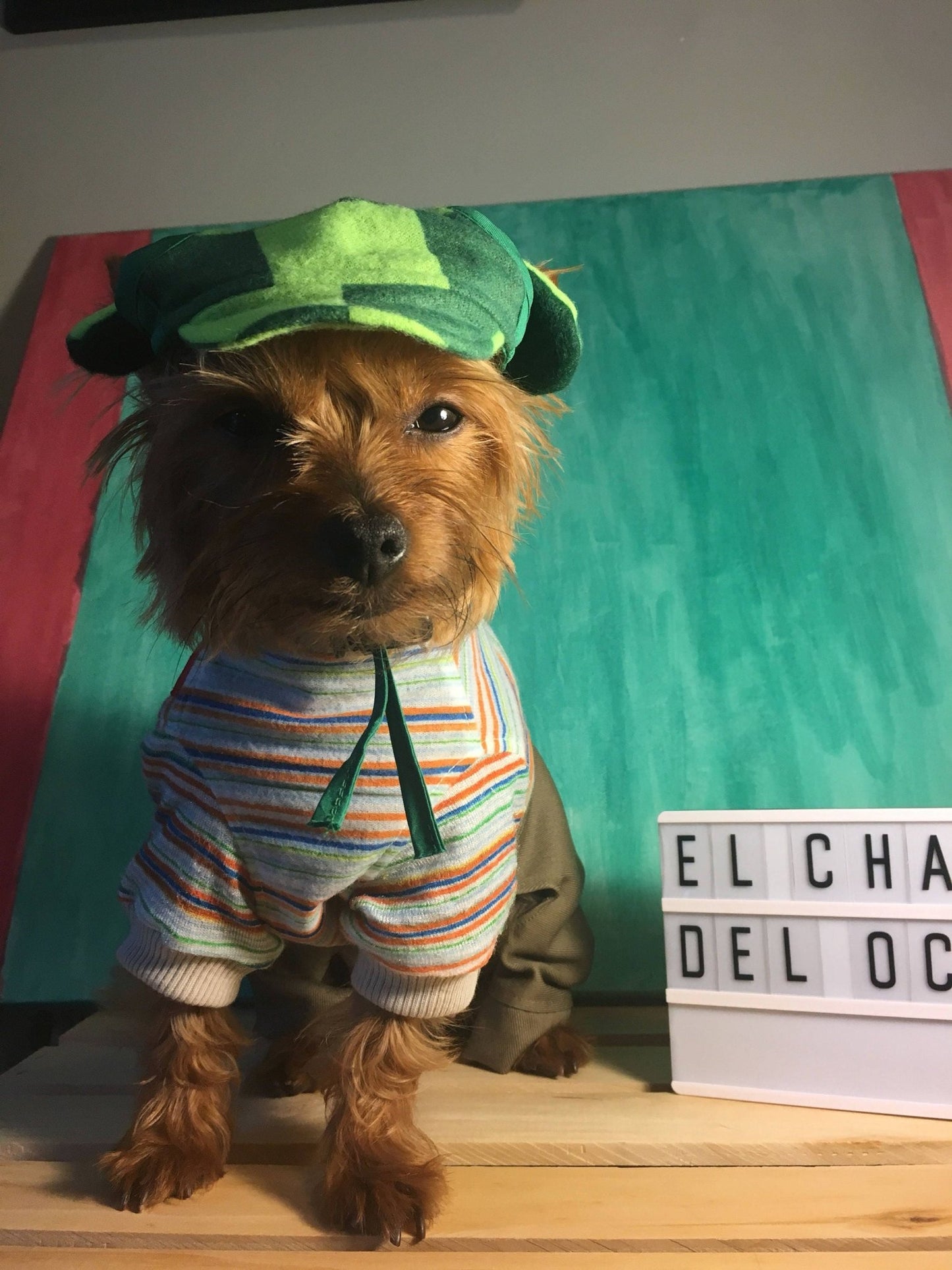 El Chavo del Ocho Dog costume - GueyitaMexicana