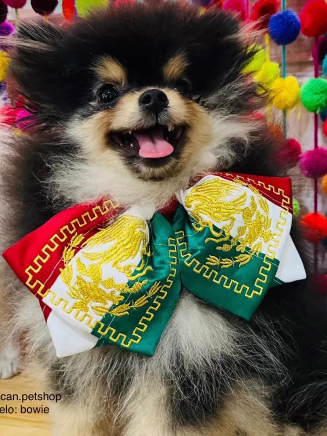 Colorful dog bow tie