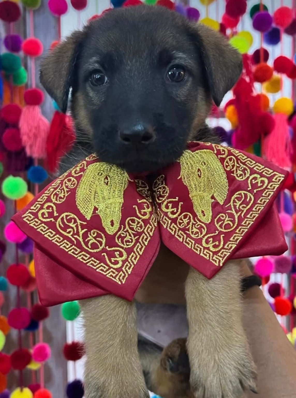Colorful dog bow tie
