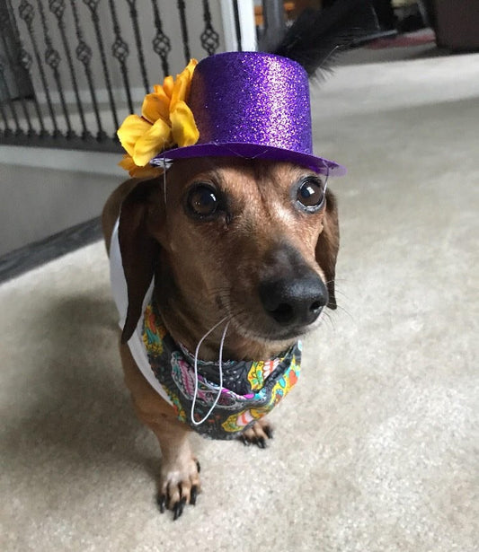 Mexican dog Hats - GueyitaMexicana