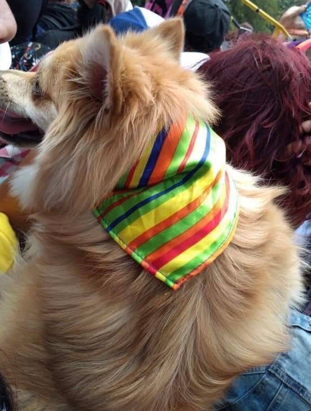 Pride dog scarf - GueyitaMexicana