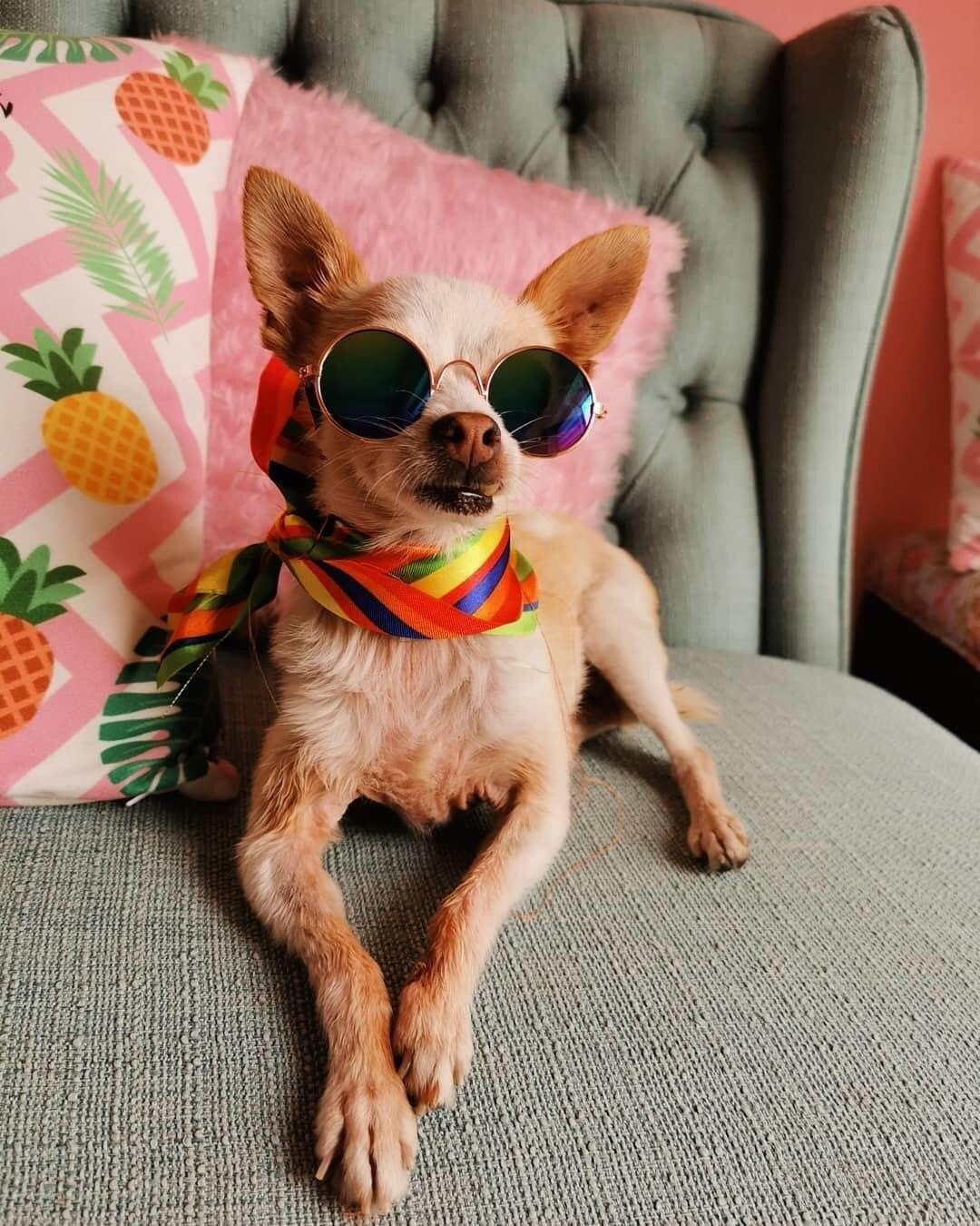 Pride dog scarf - GueyitaMexicana