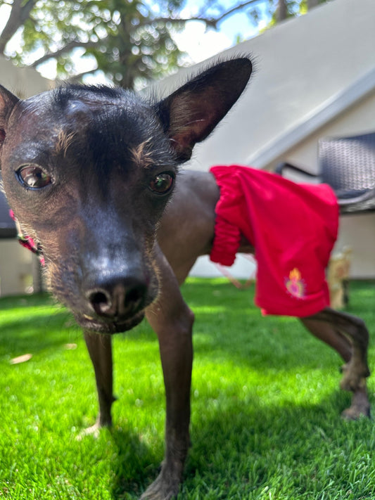 Red Swimsuit for dogs - GueyitaMexicana