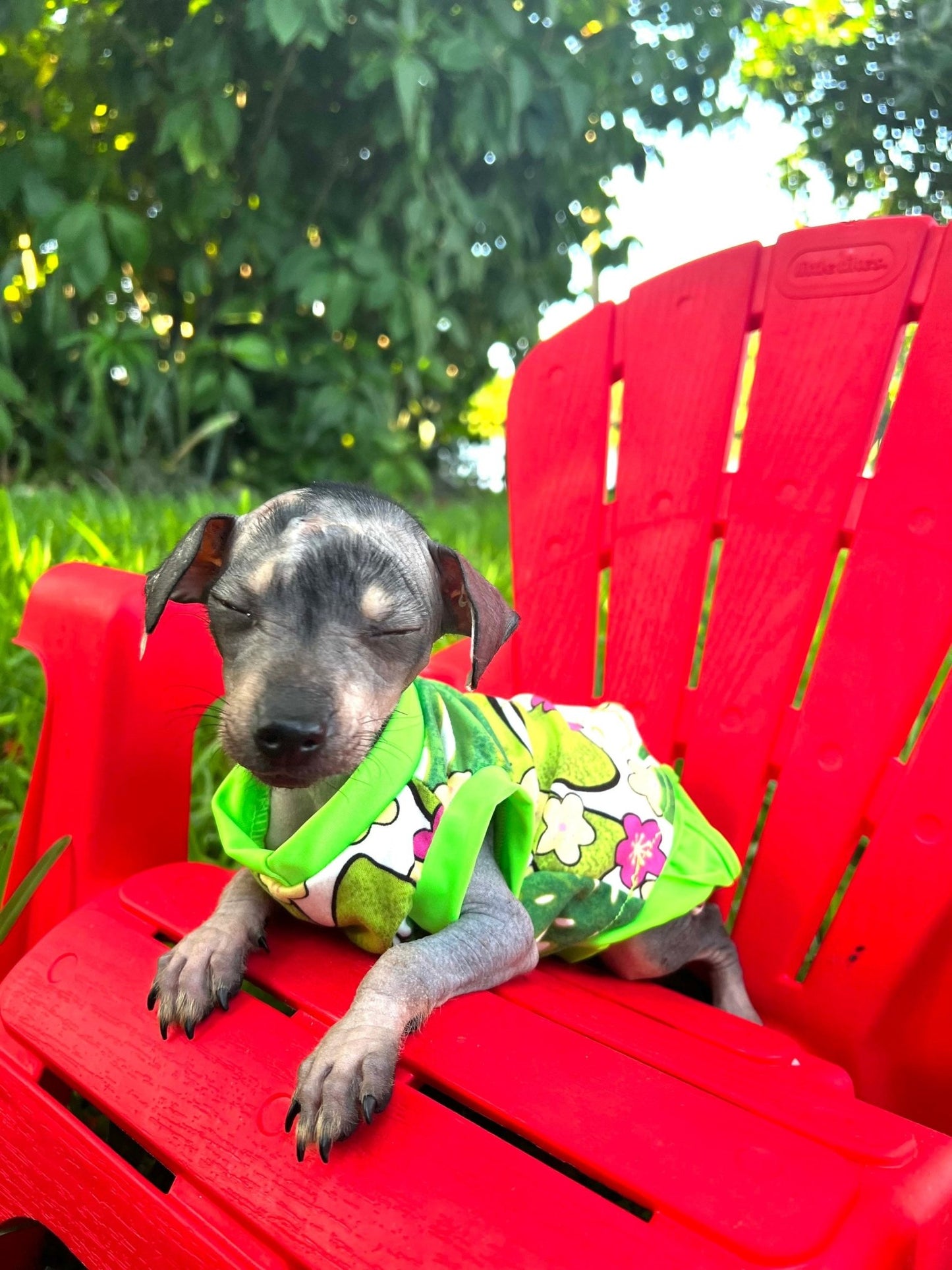 Two piece Bathing suit for dog girls - GueyitaMexicana
