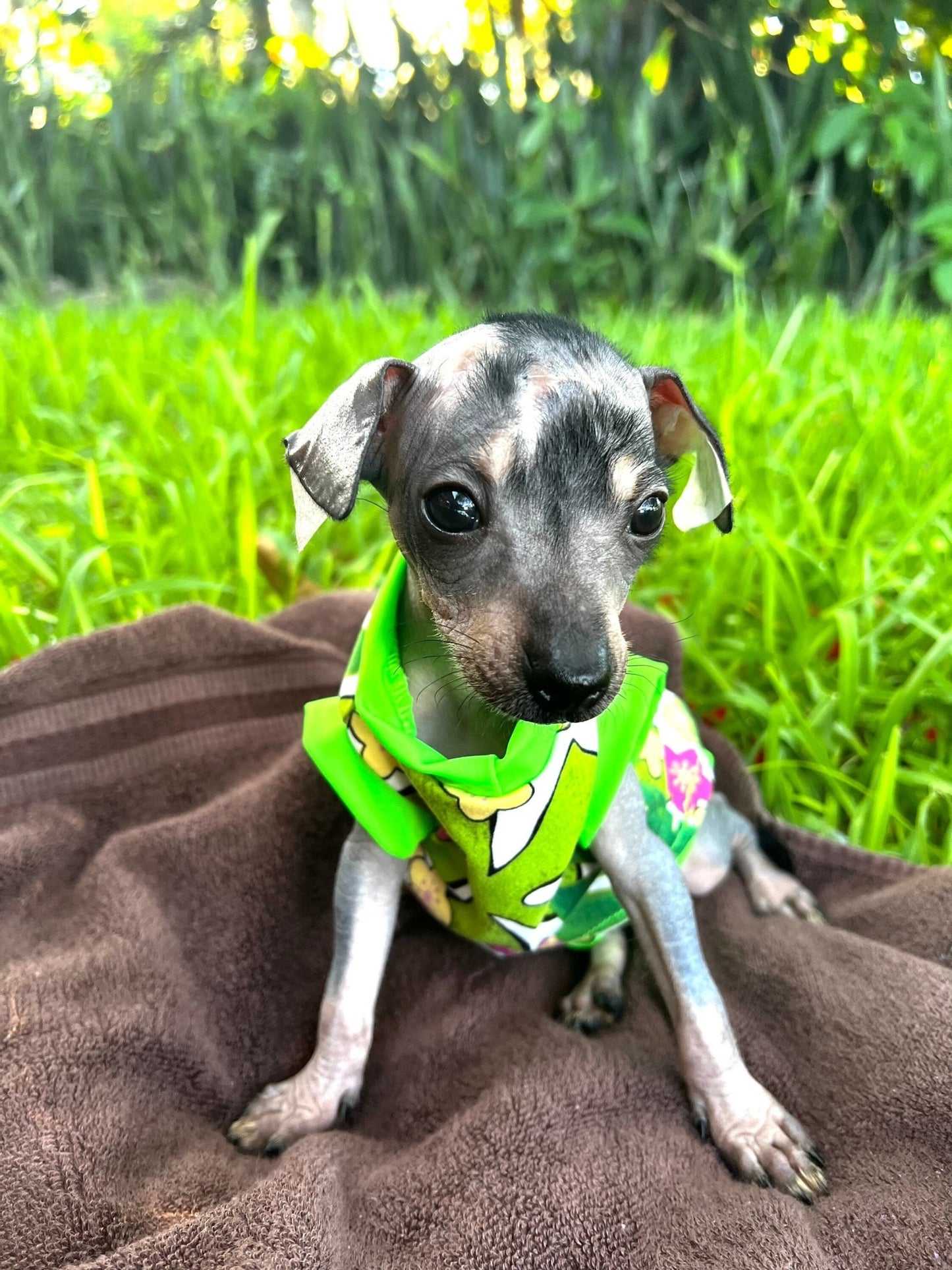Two piece Bathing suit for dog girls - GueyitaMexicana
