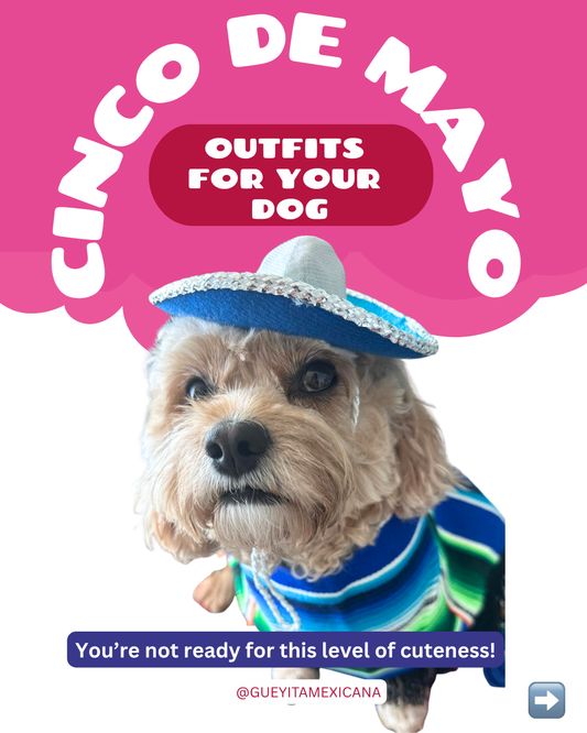 10 Cinco de Mayo Outfits for Small Dogs - Part 1