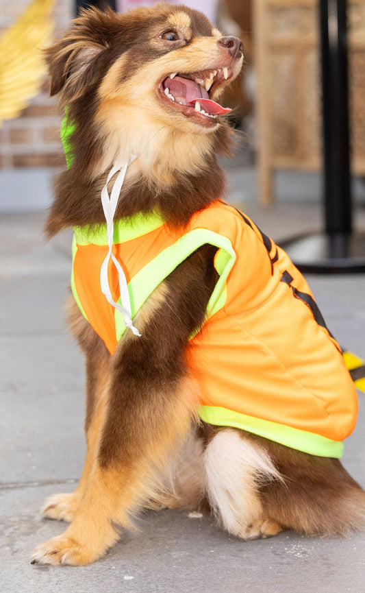 Pumpkin dog costume