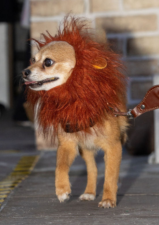 Lion’s mane dog costume