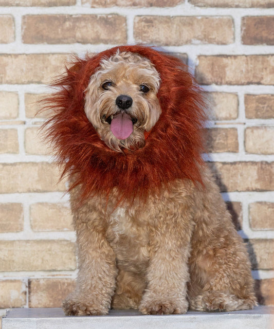 Lion’s mane dog costume