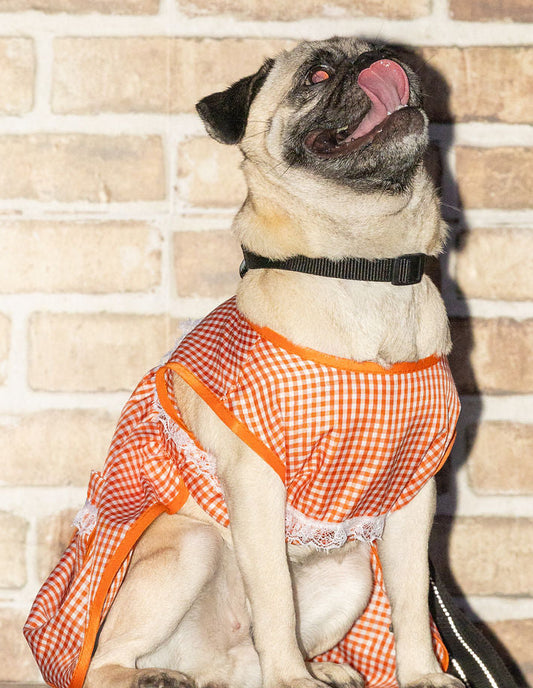 Adorable Mexican Dog Aprons: Perfect Helpers in the Kitchen