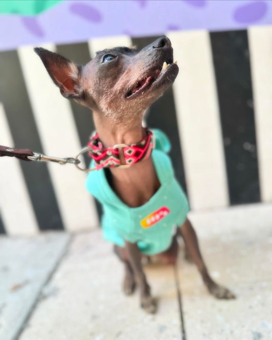 Bark in Style: Miami Beach Dog Sweatshirts for Trendy Tails