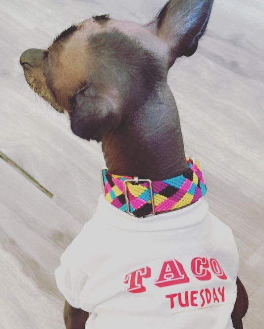 Taco Tuesday Delight: Dog Tees & Sweatshirts!