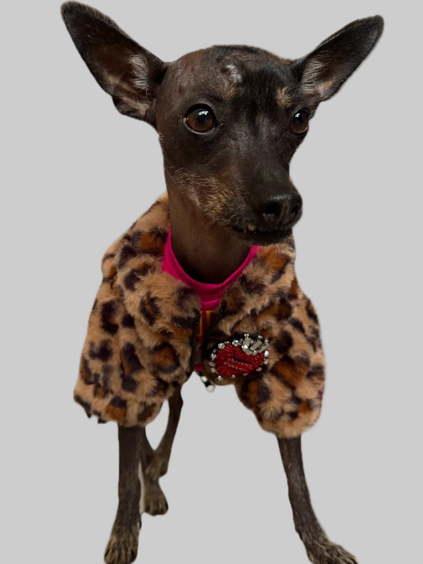 Roar with Style: Chic Animal Print Dog Jacket for Fashionistas!