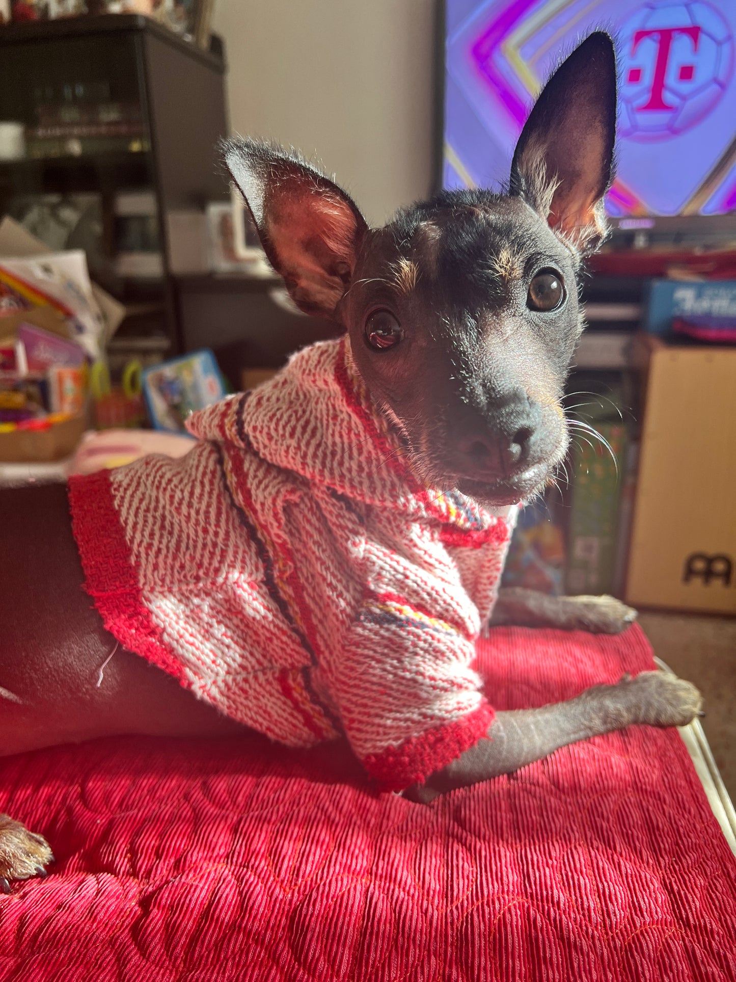 Street style Dog Hoodie
