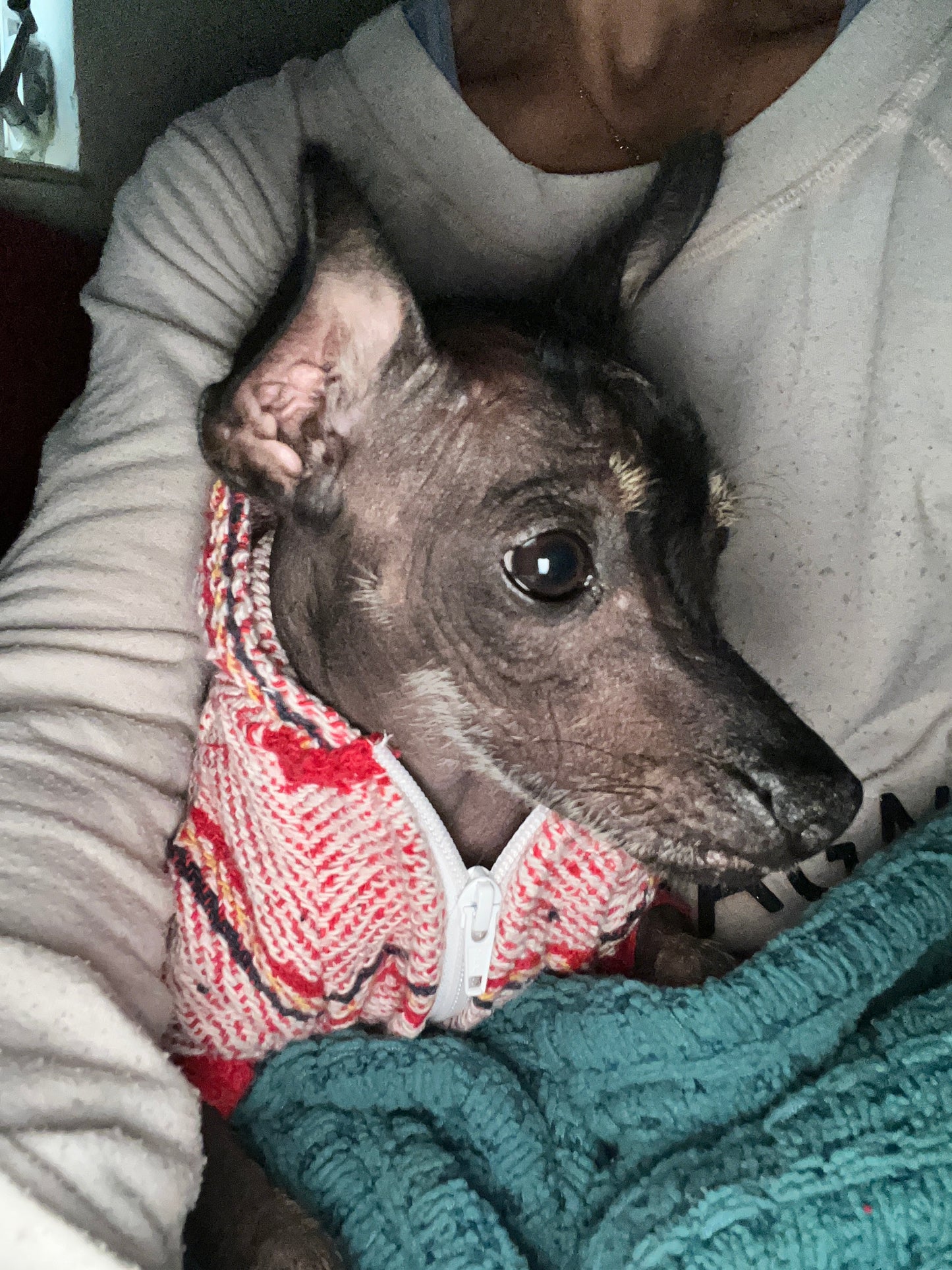 Street style Dog Hoodie