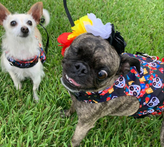 Day of the Dead Dog Harness: Celebrate in Style!