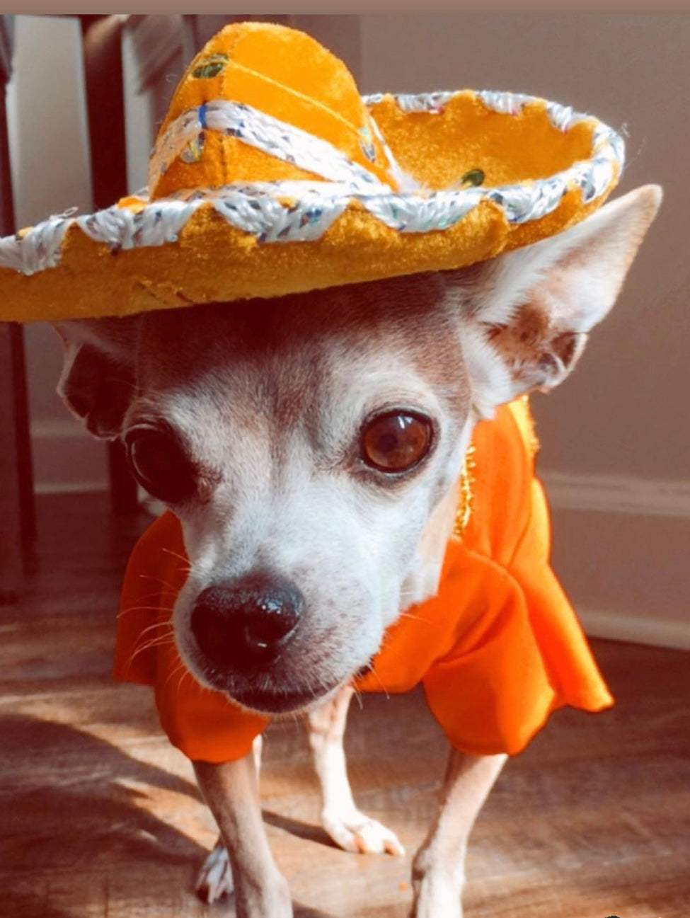 Mexican sombreritos for dogs