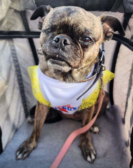 Summer dog tee