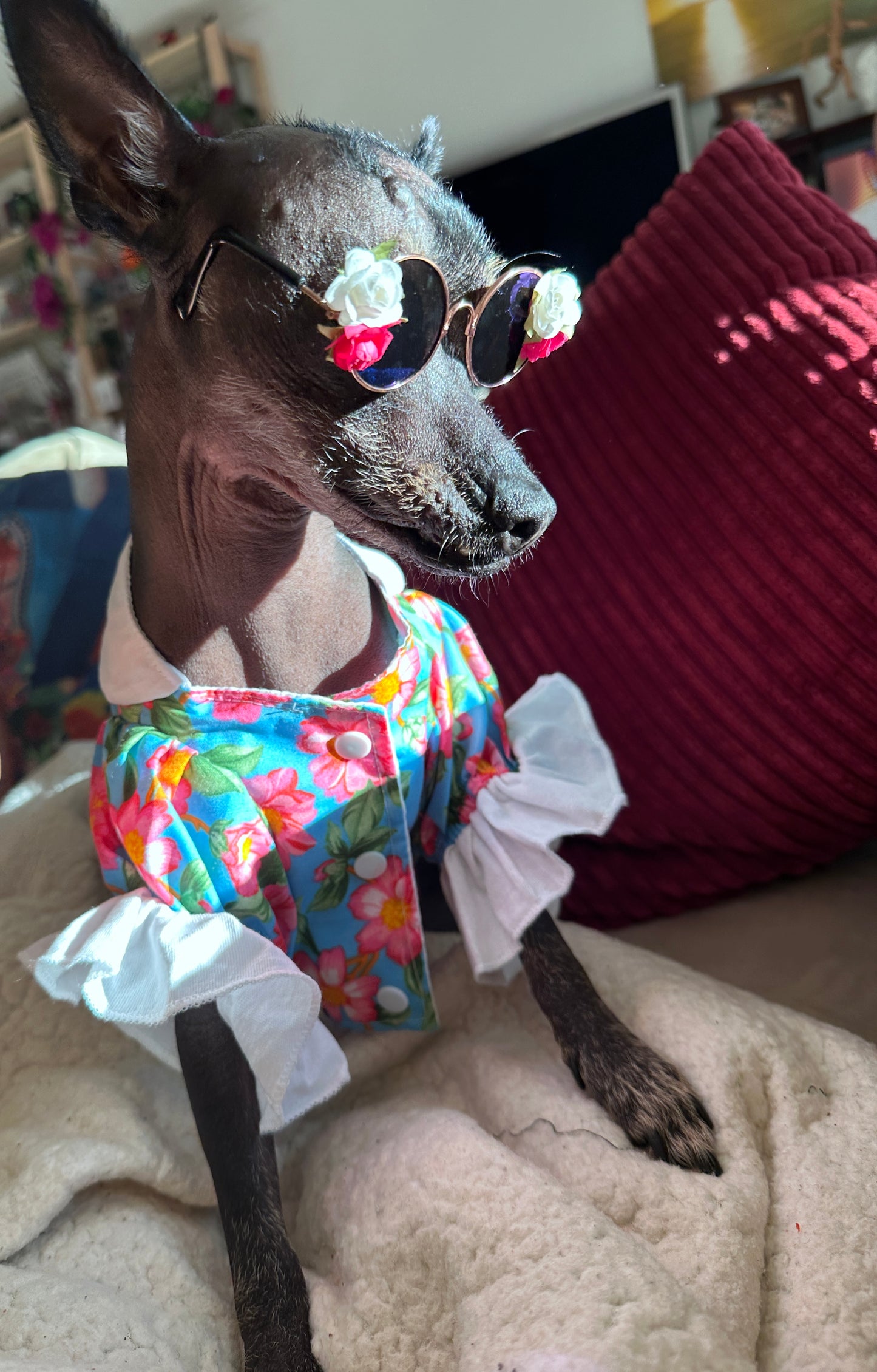 Spring dog blouses