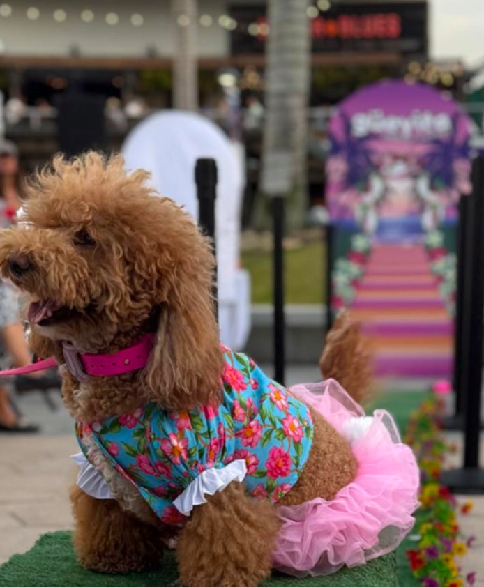 Spring dog blouses