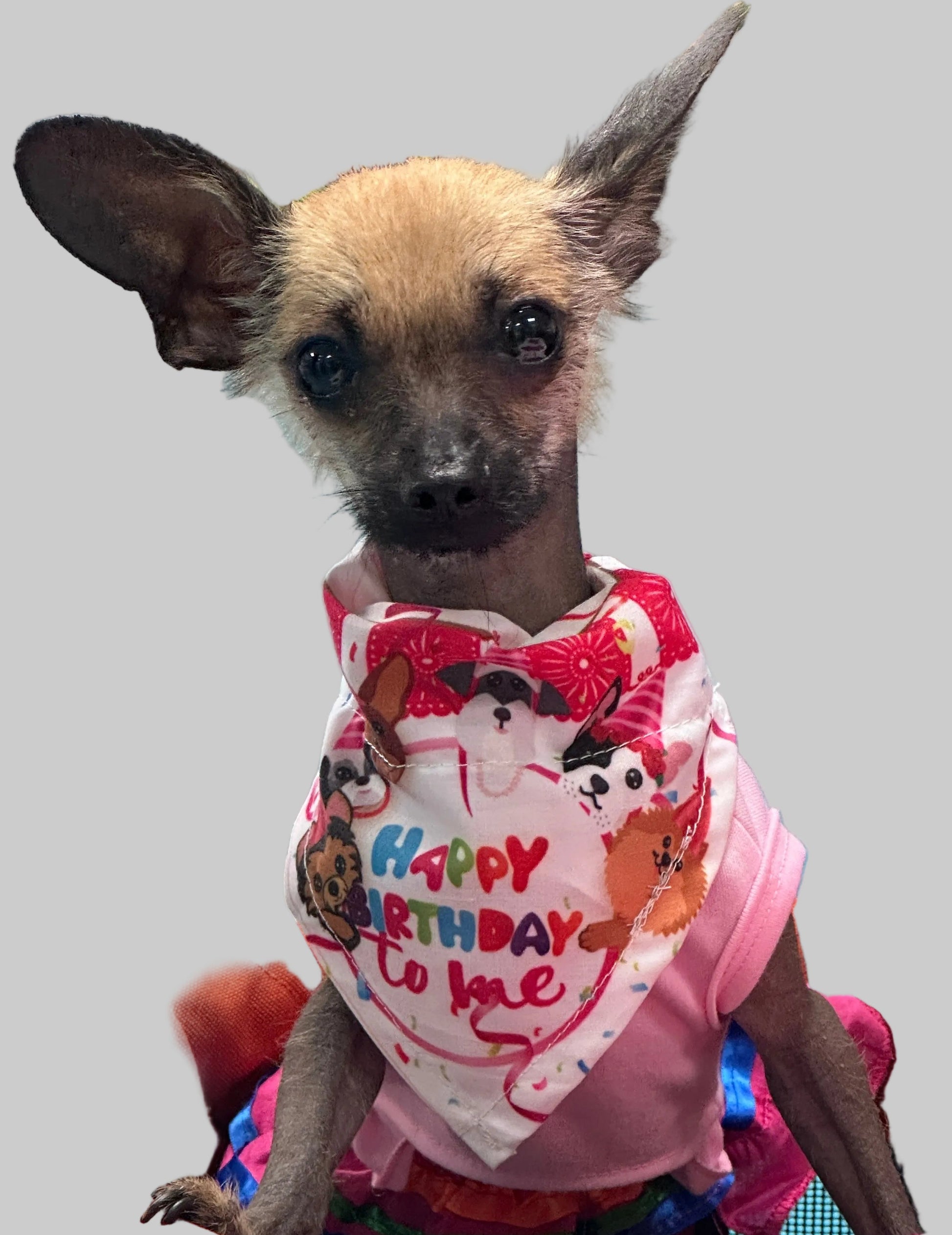 Xolo Dog wearing a 'Happy Birthday' bandana.